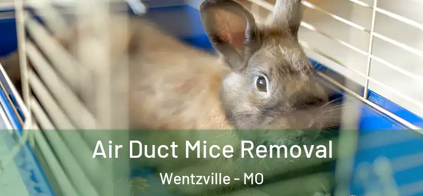  Air Duct Mice Removal Wentzville - MO