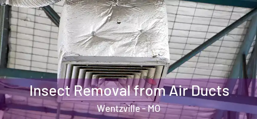  Insect Removal from Air Ducts Wentzville - MO